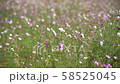 Cosmos flowers swaying in the wind, slow motion 58525045