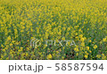Rape field Hitachi Seaside Park Rape field Hitachi Seaside Park 58587594
