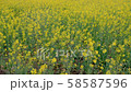 Rape field Hitachi Seaside Park Rape field Hitachi Seaside Park 58587596