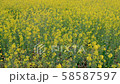 Rape field Hitachi Seaside Park Rape field Hitachi Seaside Park 58587597
