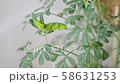 Nami Swallowtail 3rd day meal 58631253