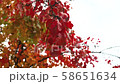 Red Apple leaves on a branch swaying in the wind under the autumn sky 58651634