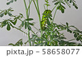 Nami Swallowtail 3rd day walk (2 divided [2]) 58658077