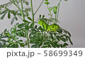 Nami Swallowtail 3rd day meal 58699349
