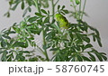 Nami Swallowtail 3rd day meal 58760745
