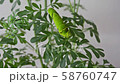 Nami Swallowtail 3rd day meal 58760747