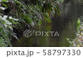 藍水鴨父母和孩子 58797330
