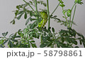 Nami Swallowtail 3rd day meal (3 divided [1]) 58798861