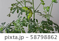 Nami Swallowtail 3rd day meal (3 divided [2]) 58798862