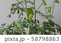 Nami Swallowtail 3rd day meal (3 divided [3]) 58798863