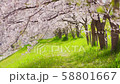 桜 58801667