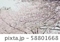 桜 58801668