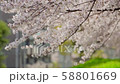 桜 58801669