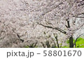 桜 58801670
