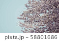 桜 58801686
