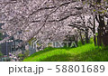 桜 58801689