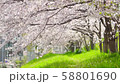 桜 58801690