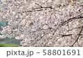 桜 58801691