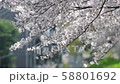 桜 58801692