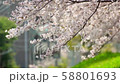 桜 58801693