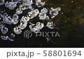 桜 58801694