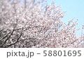 桜 58801695
