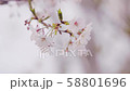 桜 58801696