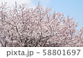 桜 58801697