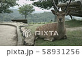 若草山の奈良の鹿 58931256