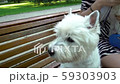 Woman and cute dogs pets sit on bench in park. Handheld shot 59303903