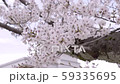 桜 59335695