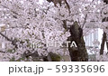 桜 59335696
