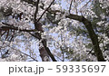 桜 59335697