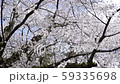 桜 59335698