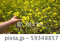 Farmer hands touch Rapeseed Brassica napus Oil Seed Rape. Handheld shot. 59348857