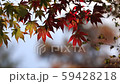 Evening falling in the wind Evening fall fall foliage 59428218