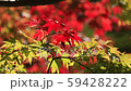 Evening falling in the wind Evening fall fall foliage 59428222