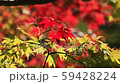 Evening falling in the wind Evening fall fall foliage 59428224