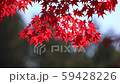 Evening falling in the wind Evening fall fall foliage 59428226