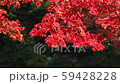 Evening falling in the wind Evening fall fall foliage 59428228