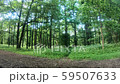 A view of the green forest in Estonia A view of the green forest in Estonia 59507633