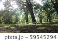 A view of the green forest in Estonia A view of the green forest in Estonia 59545294