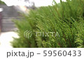 Green bush of cypress. Close-up. Cypress branches in the afternoon on the street 59560433