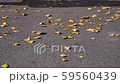 Autumn sunny day, the wind blows fallen yellow leaves lying on the pavement. Warm autumn mood 59560439