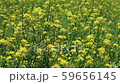 黃色的油菜花開在田野裡 59656145