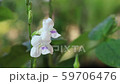 white flower with waterfall rain drop spraying 59706476
