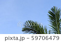 palm leaf swaying in the wind on blue sky background 59706479