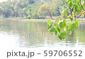 beautiful leave swaying on the lake and colorful forest background 59706552