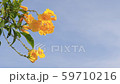 flower swaying in the wind on blue sky background 59710216