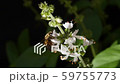Close up of Insects Bee Pollinating Wonderful Basil Flower In Summer Hive 59755773